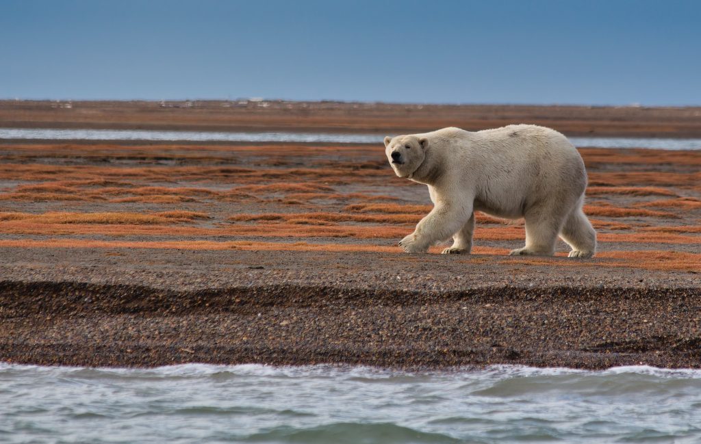 Oso polar en el Ártico